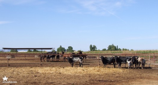 Las vacas y otros caballos observan el ajetreo.